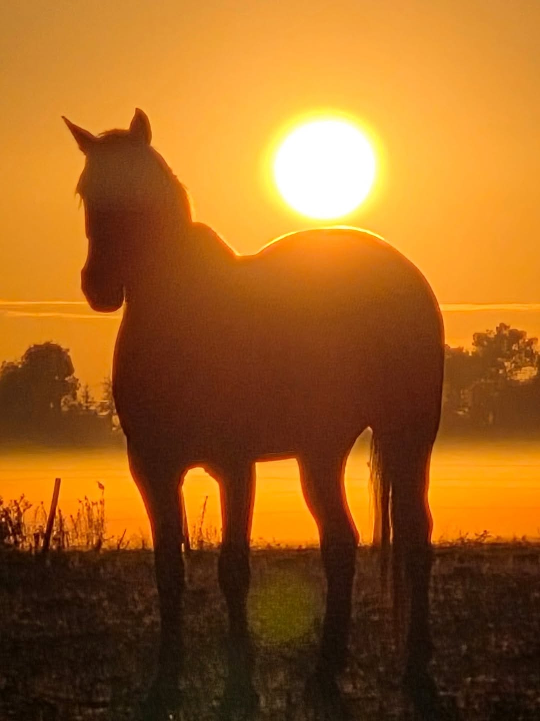 Caballo en la naturaleza