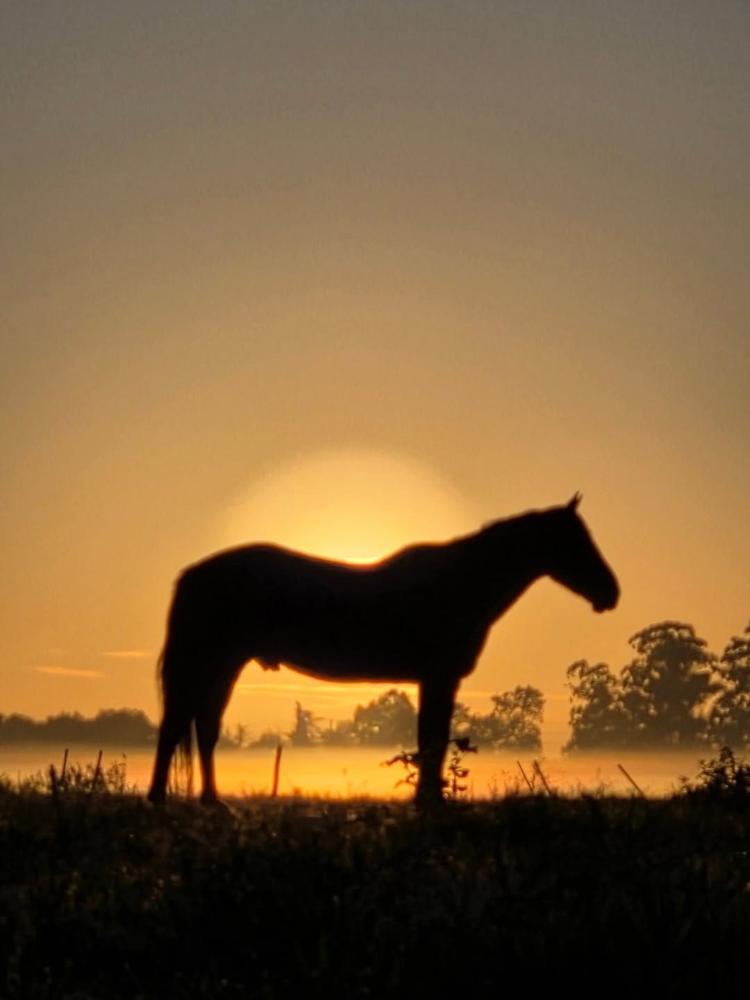Caballo al atardecer